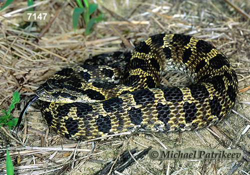 Eastern Hognose Snake (Heterodon platirhinos)